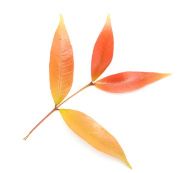 izole kırmızı yaprakları