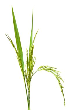 Yeşil spike pirinç göl kenarında