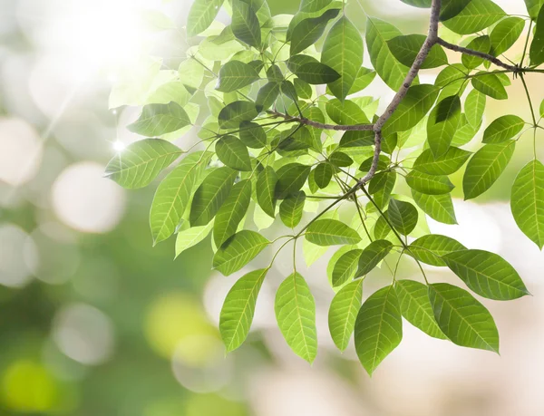 Frische grüne Blätter isoliert auf weißem Hintergrund — Stockfoto