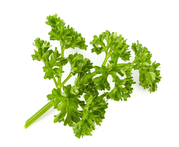 taze yeşil maydanoz izole