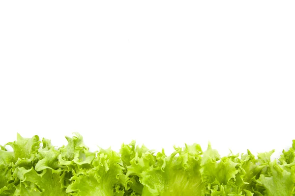 Färska salladsblad närbild isolerade — Stockfoto