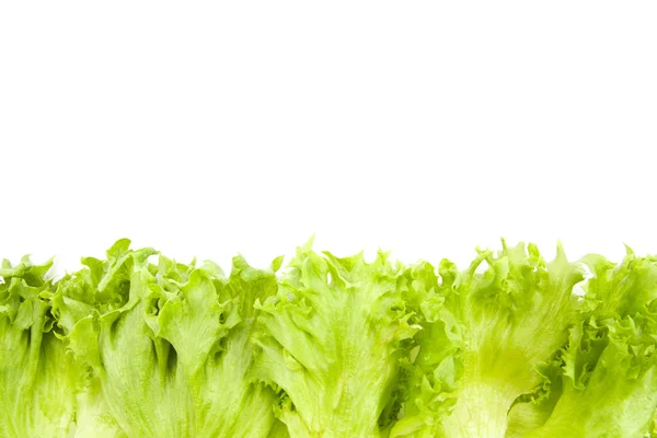 Hojas de lechuga frescas de cerca aisladas — Foto de Stock