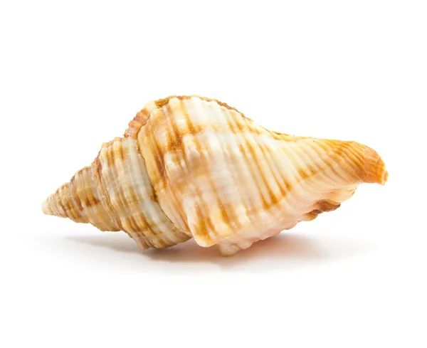 Seashell in close-up — Stockfoto