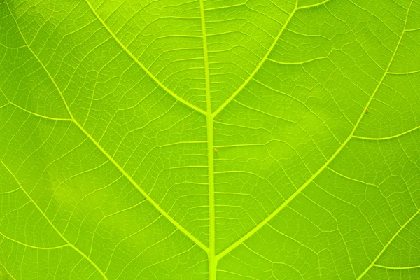 Leaves orange leaf — Stock Photo, Image