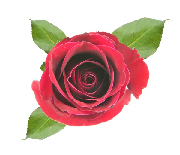 On top red rose — Stock Photo, Image