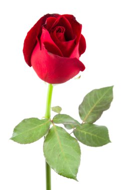 kırmızı gül izole