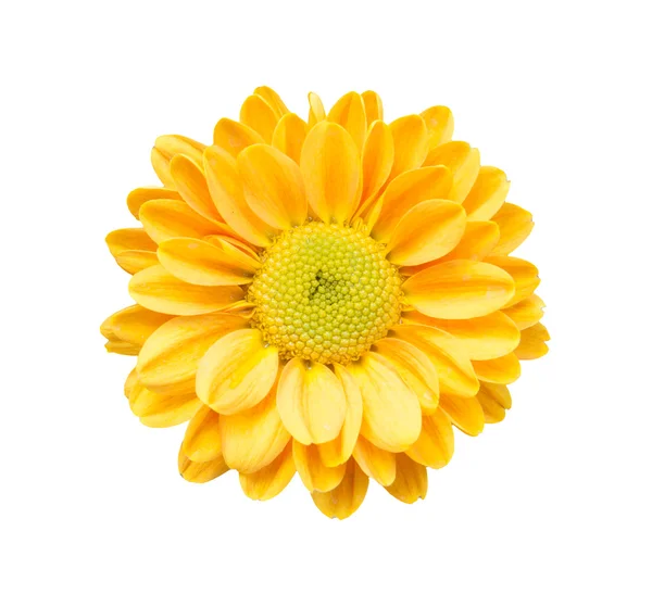 Flores de crisântemo amarelo isolado — Fotografia de Stock