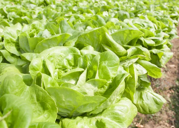 La verdura hidropónica se planta en un jardín — Foto de Stock