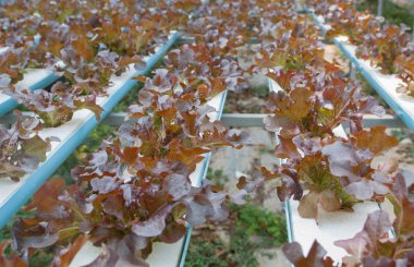 hydroponic sebze bir bahçe dikti