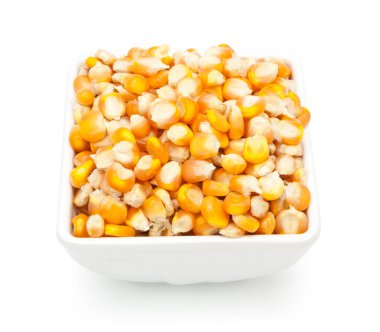 İzole mısır tohumu 