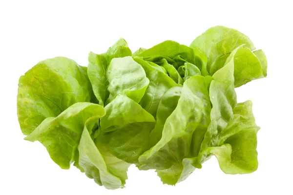 Oak leaf lettuce isolated — Stock fotografie