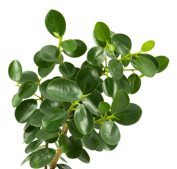 top leaves on a white background