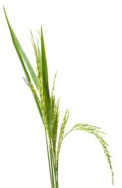 Yeşil spike pirinç göl kenarında