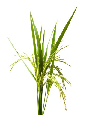 Yeşil spike pirinç göl kenarında