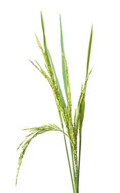 Yeşil spike pirinç göl kenarında