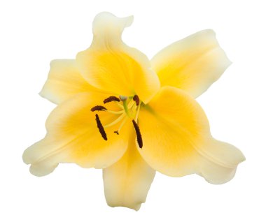 Sarı Lilyum izole ile güzel çayır