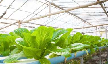 hydroponic sebze bir bahçe dikti