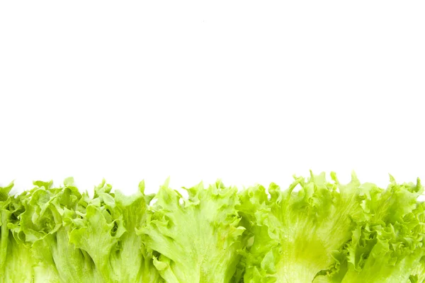 Fresh lettuce leaves close up isolated — Stock Photo, Image