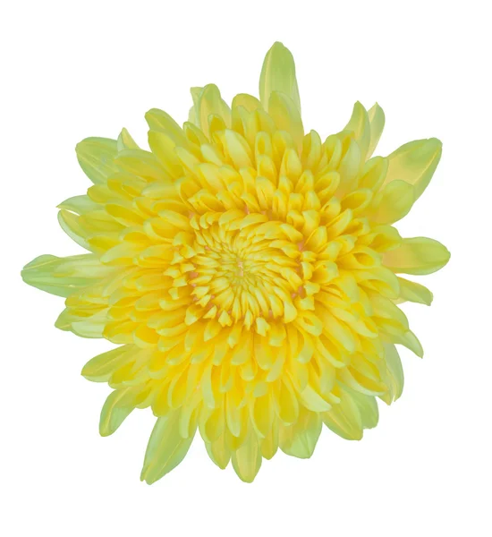 Sárga krizantém virág elszigetelt — Stock Fotó