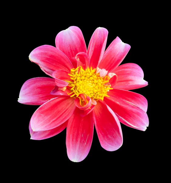 バック背景に mona リサ花ピンクの花春の花 — ストック写真