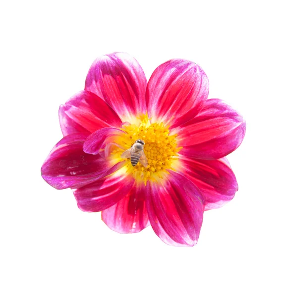 Mona lisa kwiat różowy kwiat wiosna kwiat z bee na białym tle — Zdjęcie stockowe