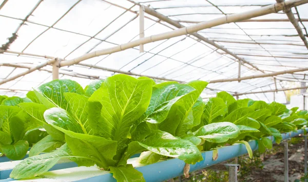 La verdura hidropónica se planta en un jardín — Foto de Stock