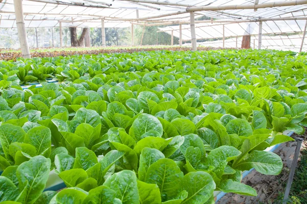 Hydroponic vegetable is planted in a garden — Stock Photo, Image