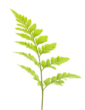 Eğreltiotu beyaz arkaplanda izole