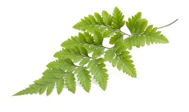 Eğreltiotu beyaz arkaplanda izole