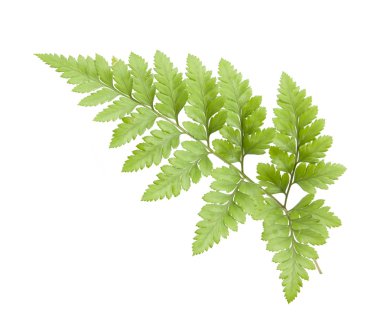 Eğreltiotu beyaz arkaplanda izole