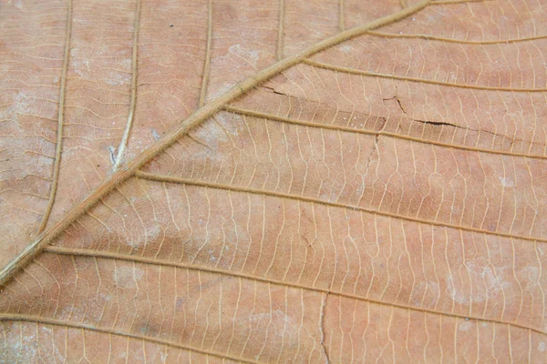 Dry leaf texture — Stock Photo, Image