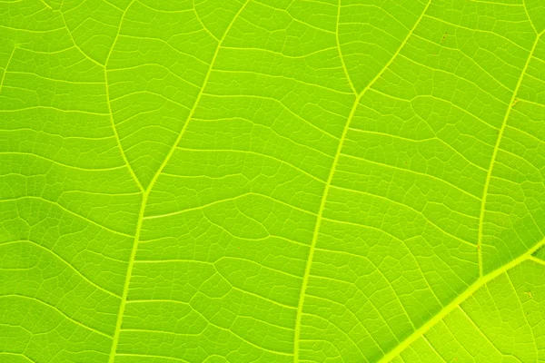 Leaves orange leaf — Stock Photo, Image