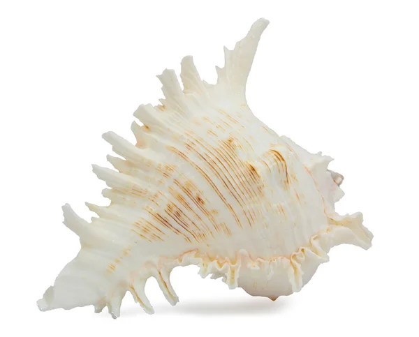 Chicoreus ramosus seashell fehér háttér — Stock Fotó
