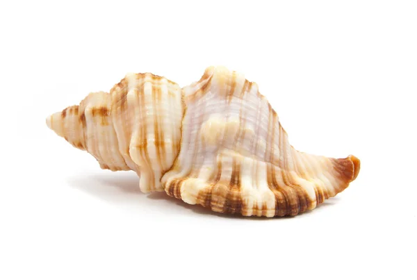 Seashell i närbild isolerad på en vit bakgrund — Stockfoto