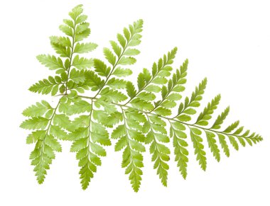 Eğreltiotu beyaz arkaplanda izole