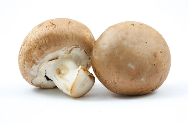 Frische Champignons braune Version isoliert — Stockfoto