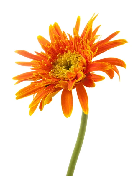 Gerbera jeden żółty kwiat na białym tle — Zdjęcie stockowe