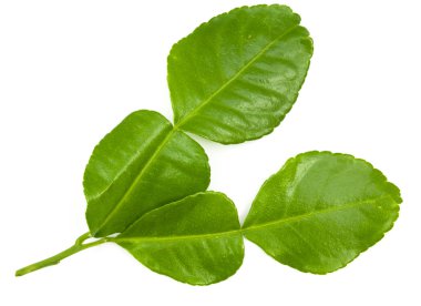 Güney Afrika'da bir kabile kireç yaprakları izole