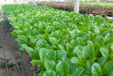 hydroponic sebze bir bahçe dikti
