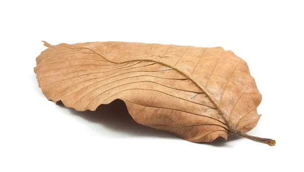 Сухе листя, ізольовані — стокове фото