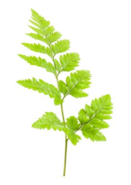 Eğreltiotu beyaz arkaplanda izole