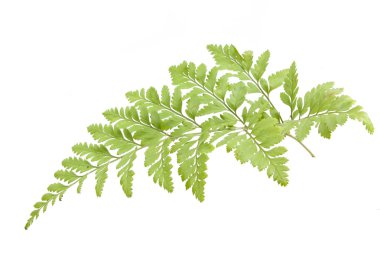 Eğreltiotu beyaz arkaplanda izole