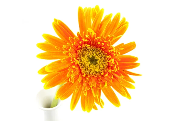 Única flor de gerbera amarela no vaso isolado — Fotografia de Stock