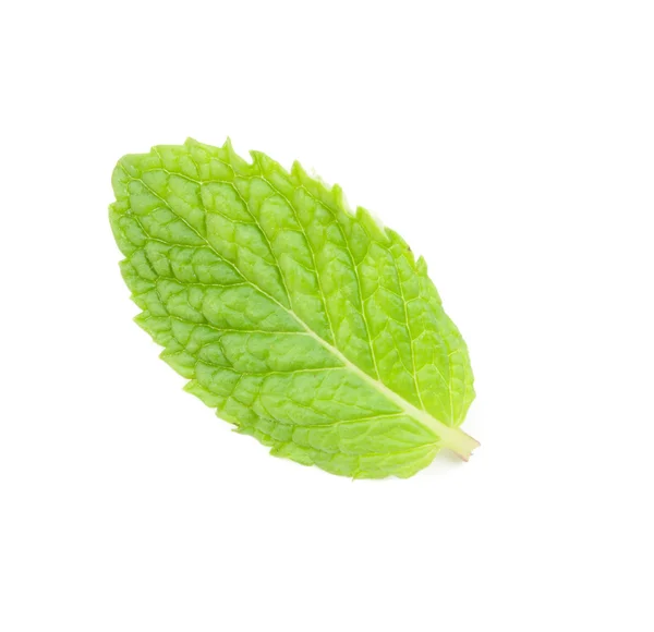 Daun mint segar terisolasi — Stok Foto