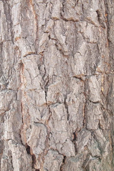 Vecchio albero di legno texture sfondo modello — Foto Stock