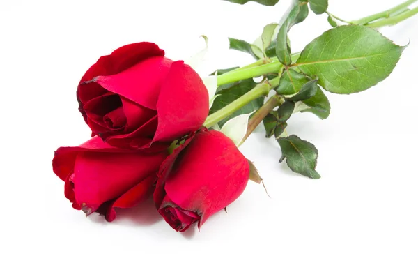 Bouquet di rose rosse — Foto Stock