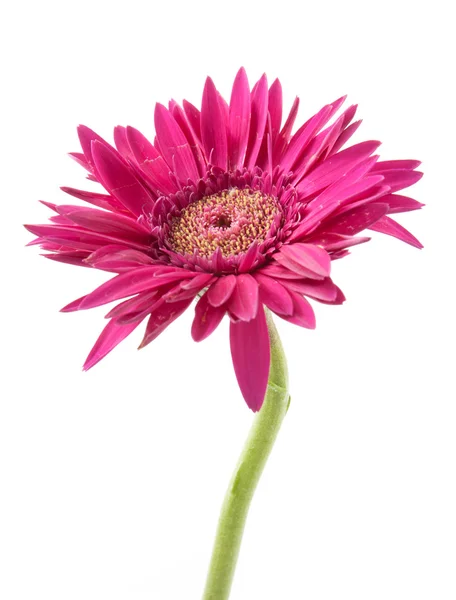 Única flor de gerbera rosa isolado no fundo branco — Fotografia de Stock