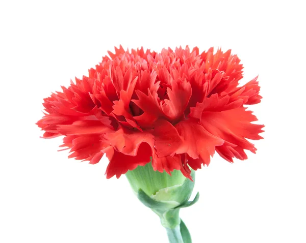 No topo cravos vermelhos flor isolada — Fotografia de Stock