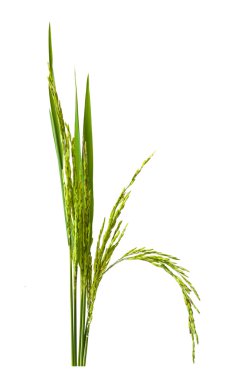 Yeşil spike pirinç göl kenarında