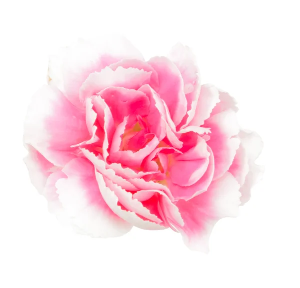 En la parte superior rosa Dianthus chinensis aislado — Foto de Stock